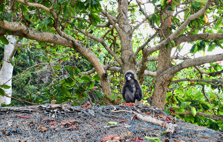 Monkey sat on the forest floor enjoying their day